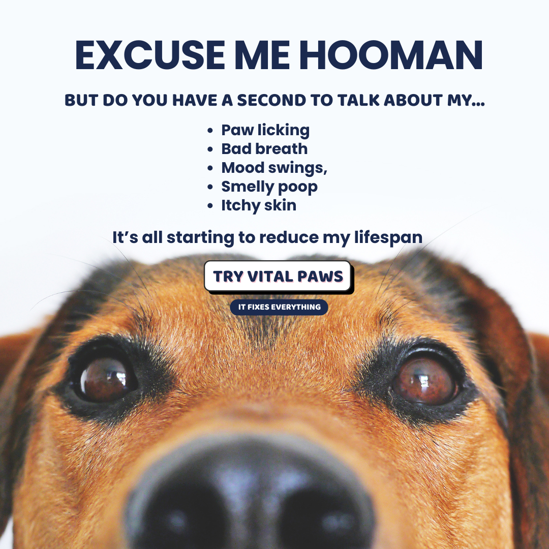 Pre + Probiotics & Gut Meal Topper Supplement Powder for Dogs