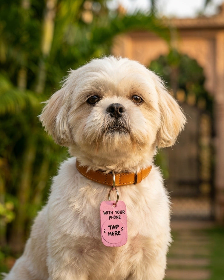 A dog wearing the VitalPaws Geo-Tag clipped onto its collar outdoors