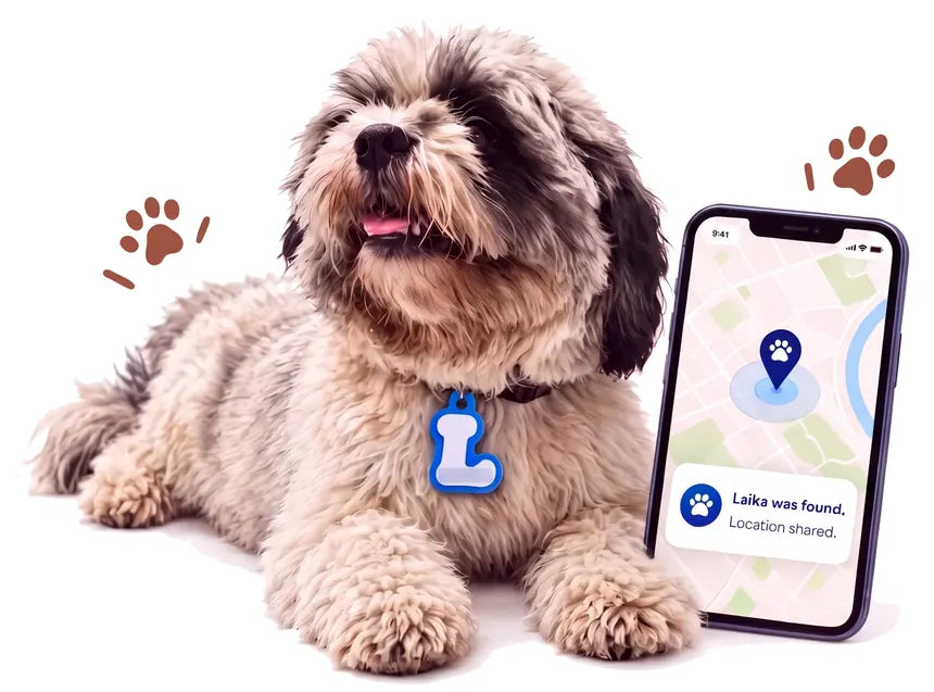 Laika lying down in his One Tag, next to a phone showing a shared location on a map