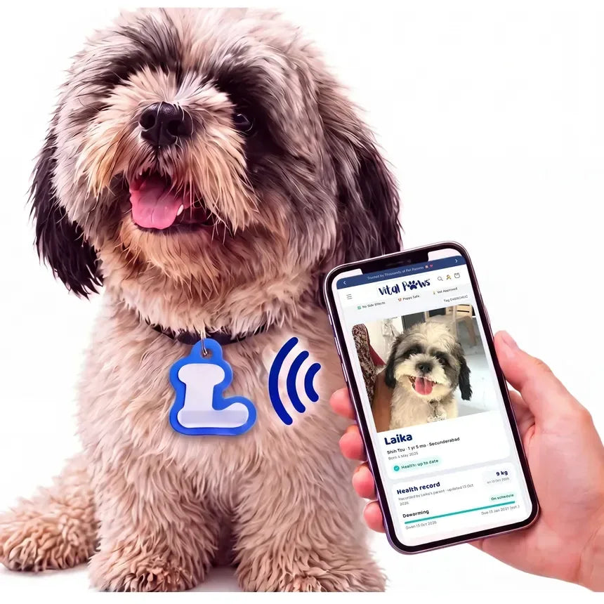 Laika, a Shih Tzu, wearing his One Tag while a phone tapped on it shows his Pet OS page