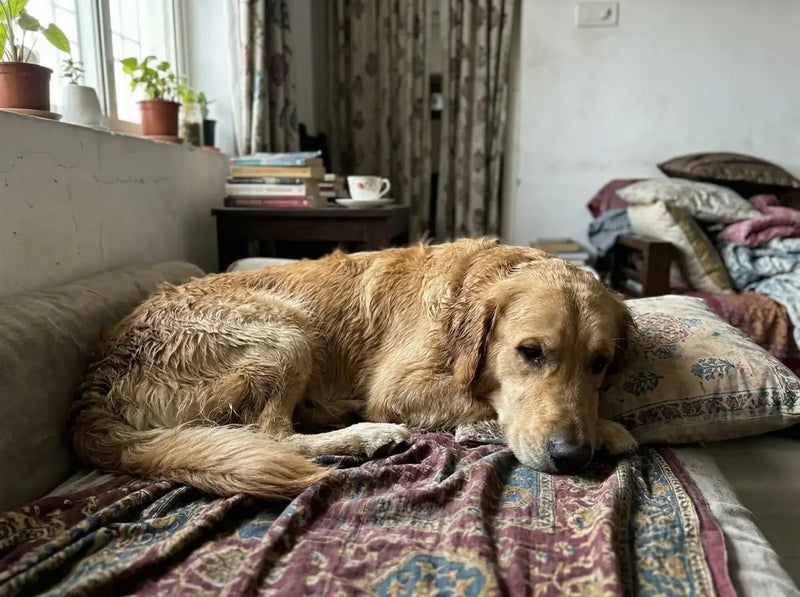 Paws Unit Vital Paws (A Unit of Pure Paws Pvt Ltd)