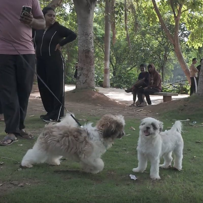 Two small fluffy dogs playing on the grass at the Reunite tag event