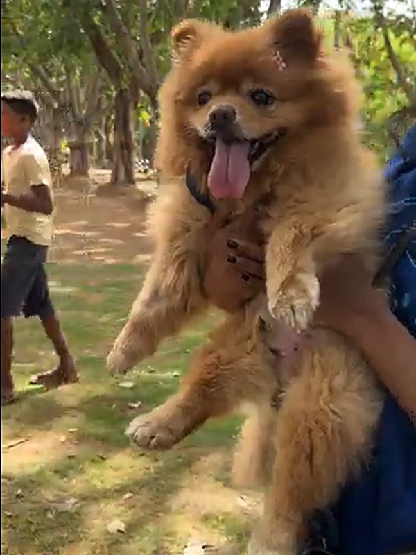 A fluffy Pomeranian held up by its owner at the free vet consultation