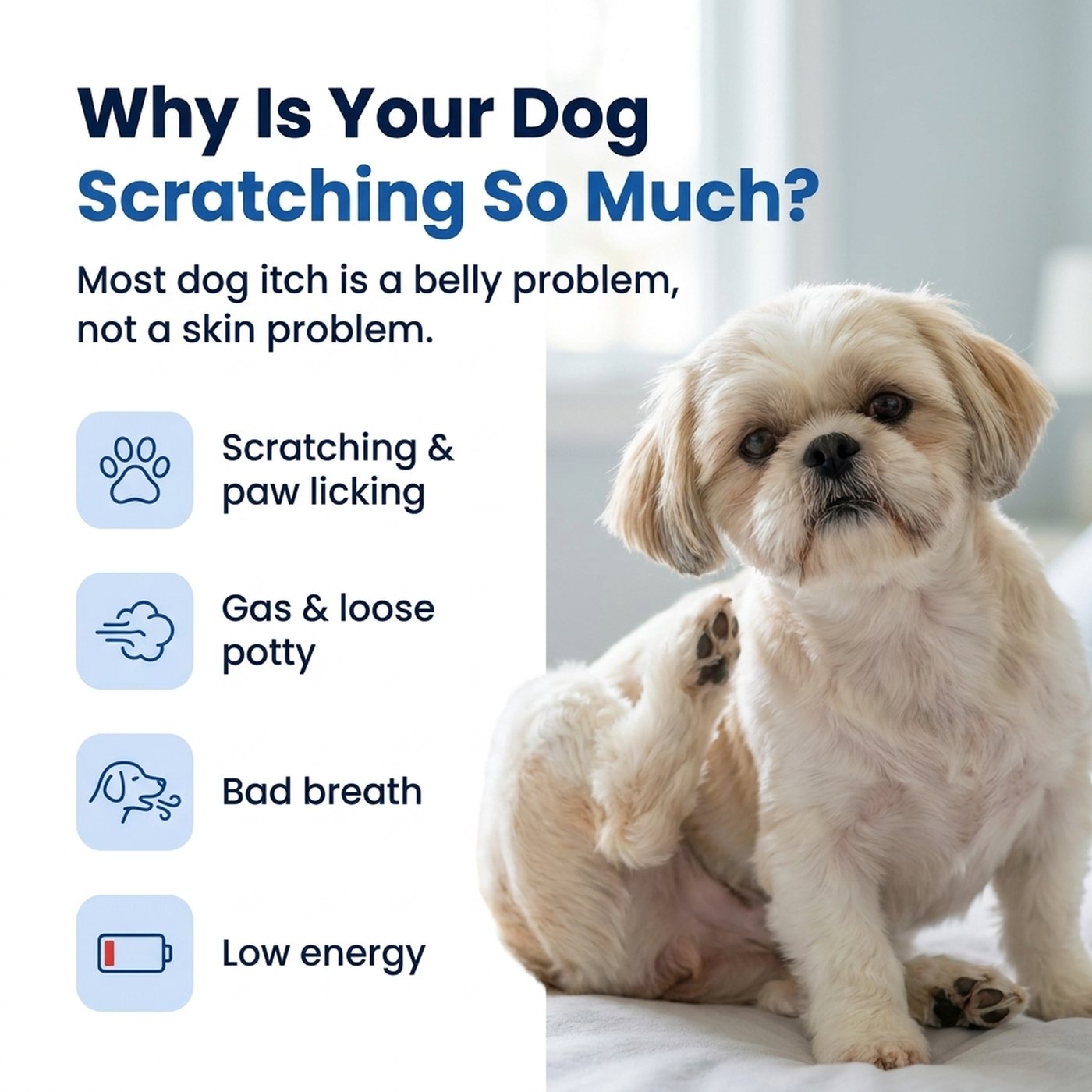 Why is your dog scratching so much? Most dog itch is a belly problem, not a skin problem