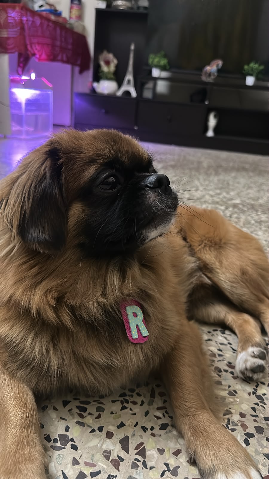 Romeo, a customer's dog, wearing a hand-painted letter R VitalPaws tag on his chest