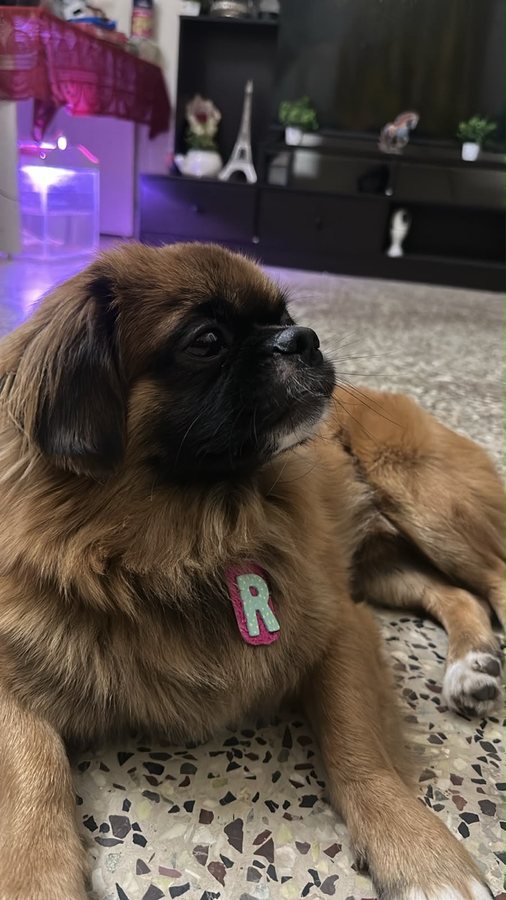 Romeo wearing his hand-painted 'R' Dog Electronic ID Tag at home