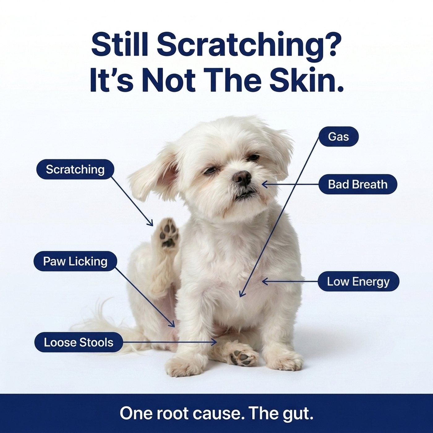 Still scratching? It's not the skin. Scratching, paw licking, loose stools, gas, bad breath and low energy share one root cause: the gut.