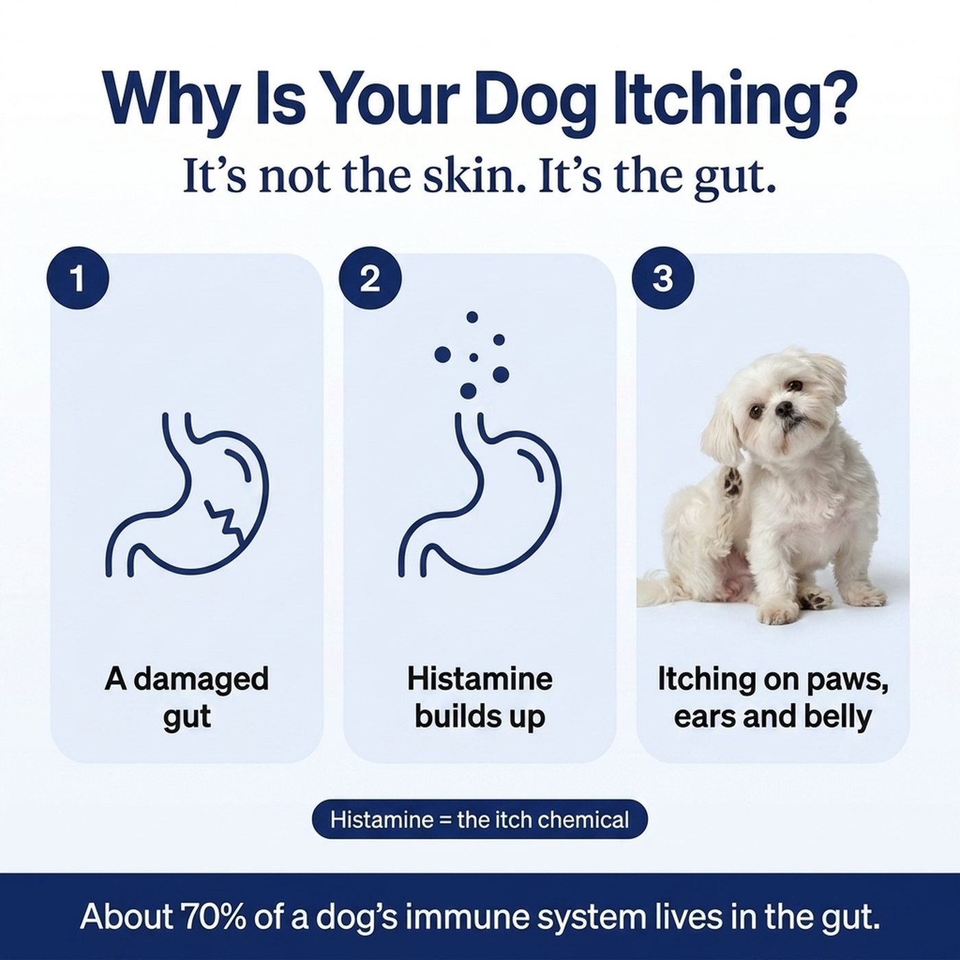 Why is your dog itching? A damaged gut can't clear histamine, so it builds up and shows as itching on paws, ears and belly.