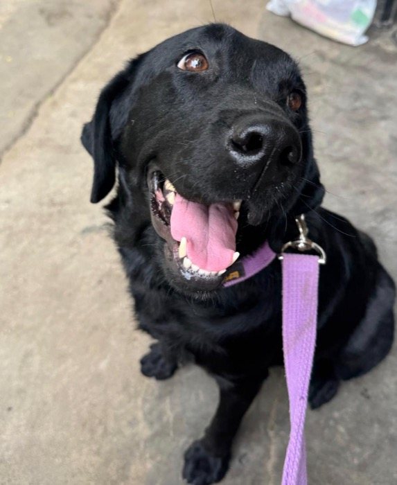 A black Labrador on a purple leash, smiling at the camera