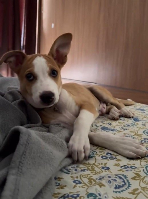 A tan and white Indie puppy lying on a bed
