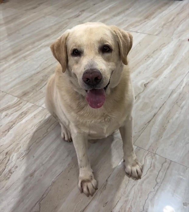 A yellow Labrador sitting on a marble floor