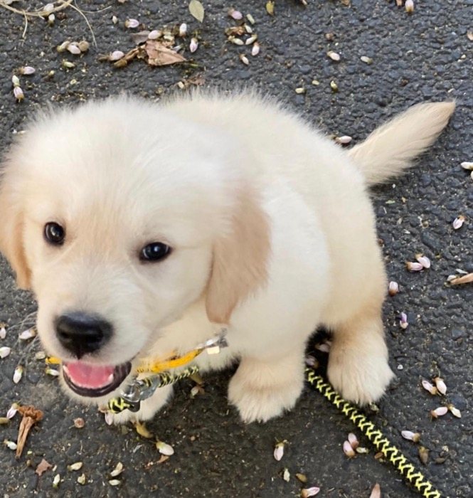 A Golden Retriever puppy on a walk