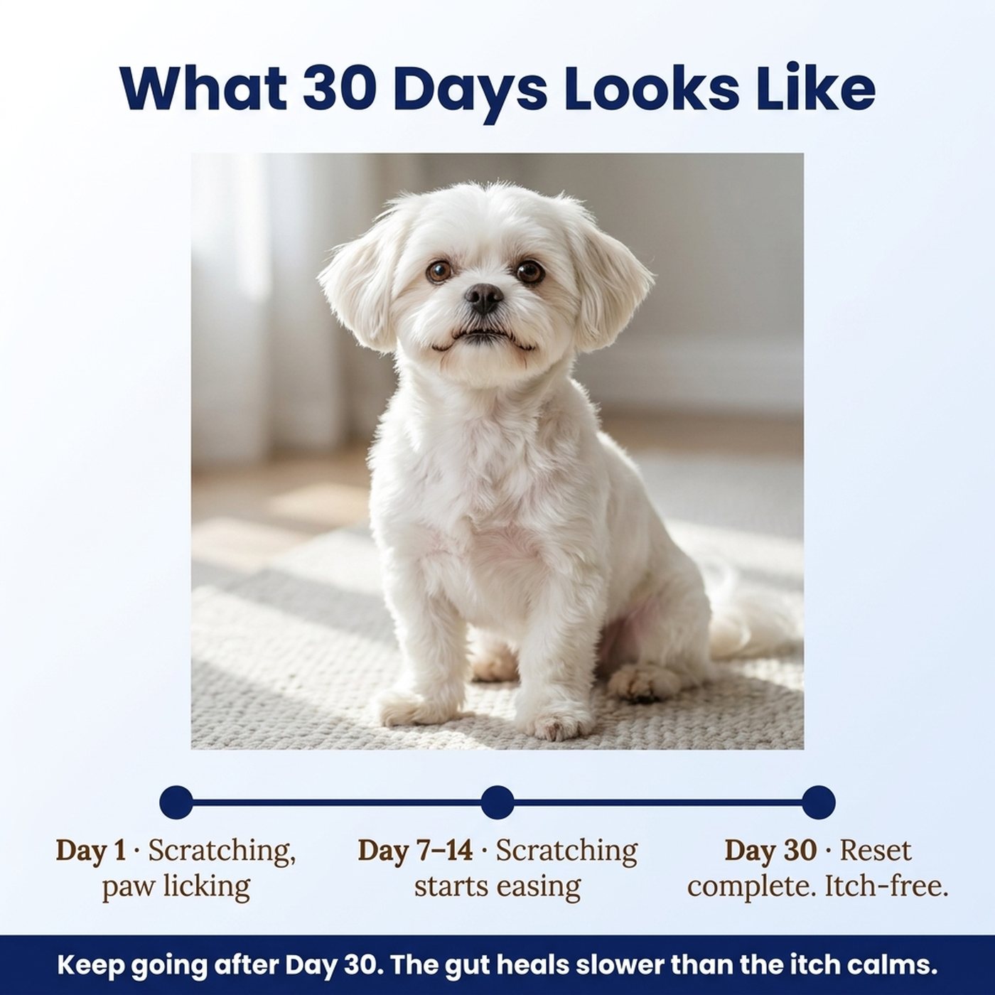A dog, calmer and happier, thirty days in