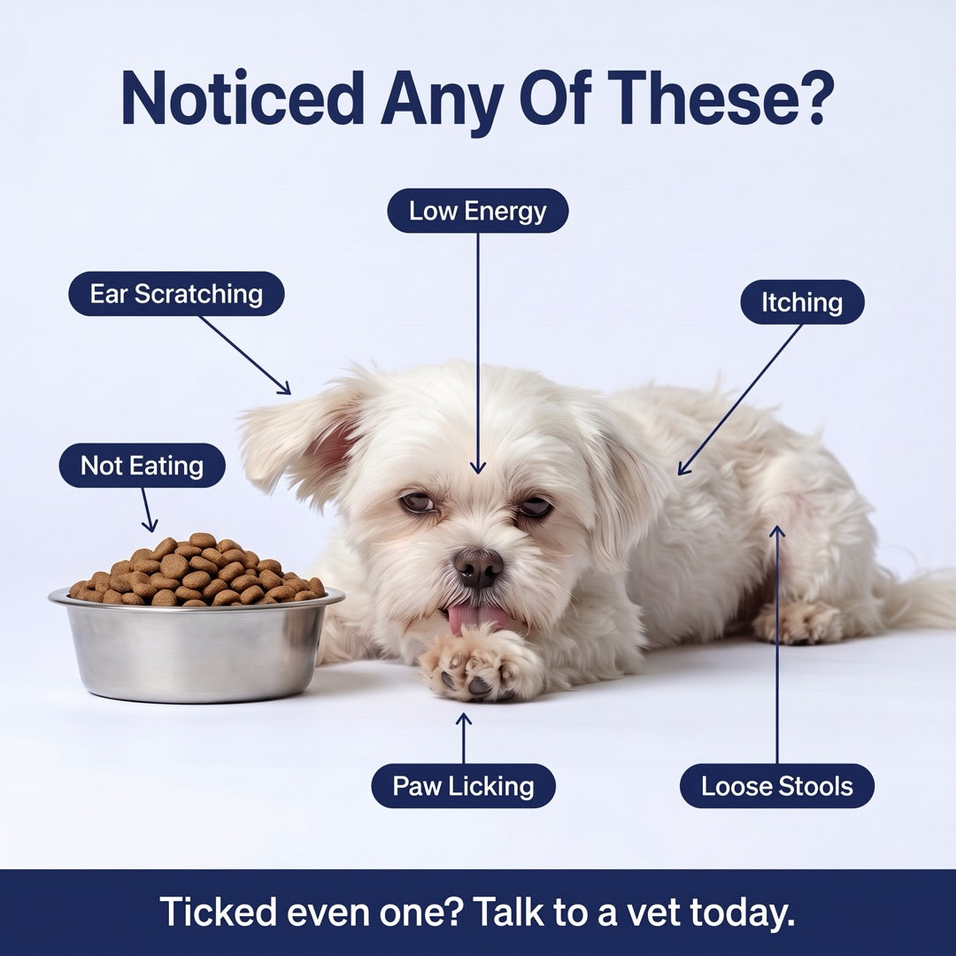 Noticed any of these? Itching, paw licking, ear scratching, loose stools, not eating, low energy. Ticked even one? Talk to a vet today.