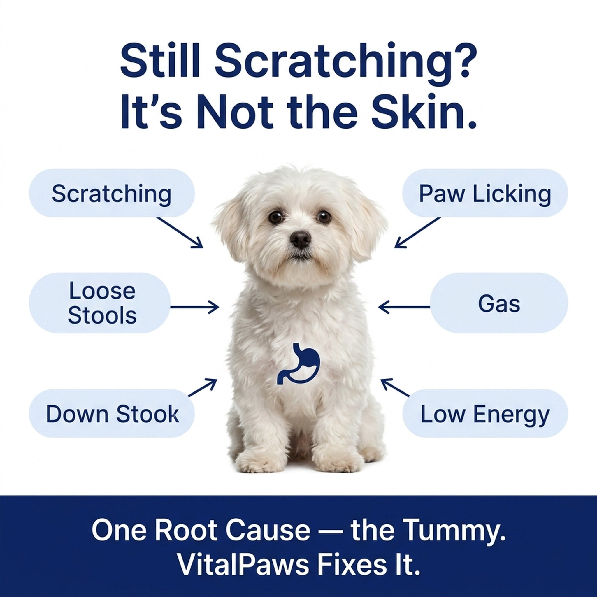 Still scratching? It's not the skin — scratching, paw licking, loose stools, gas, dull coat and low energy all trace back to the tummy